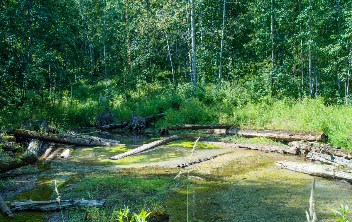  Место обитания клещей. Фото автора.