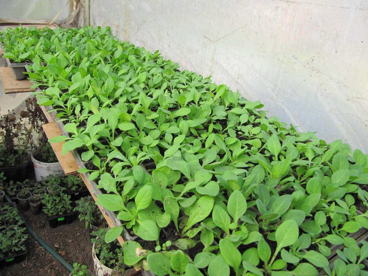 петуния кустовая в кассетах перед второй пикировкой (перевалкой) в горшки. Фото 13.03.2020