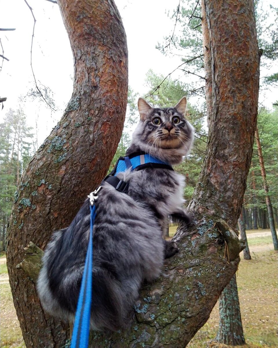 Фото автора. Прогулка кота без хвоста.