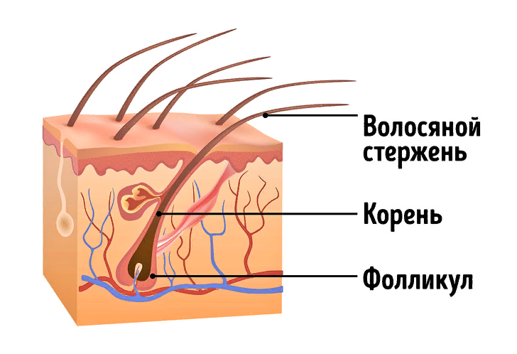 Облысение в 30 лет