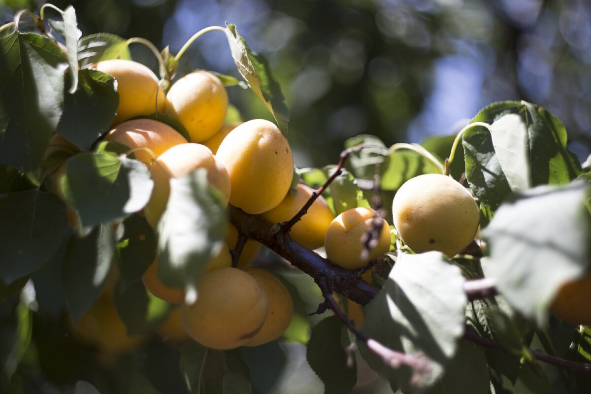 Абрикосы в саду. 