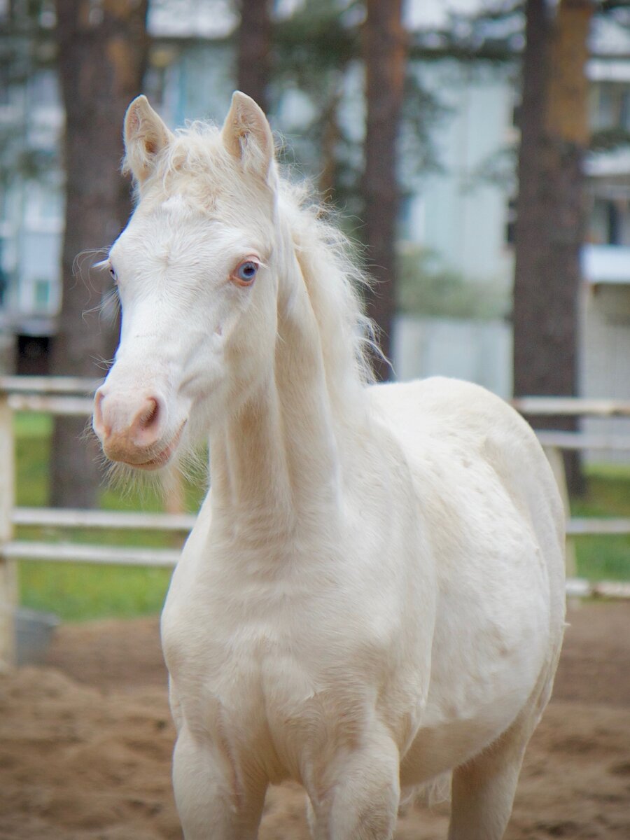 Стелла. В КФК Станица.