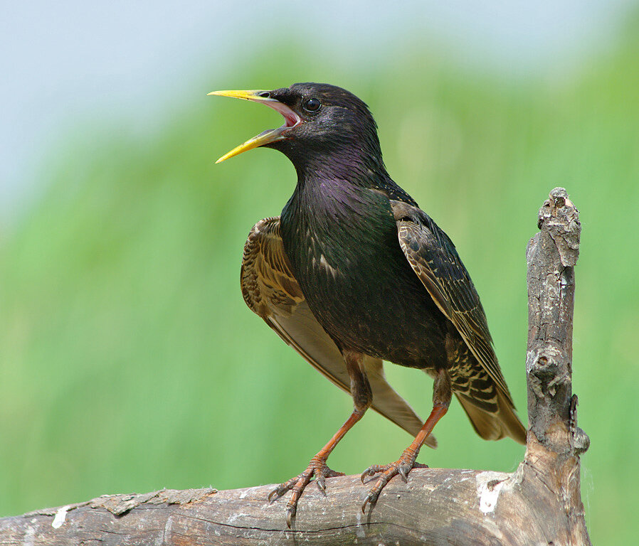 Европейский скворец. Белогрудый скворец. Скворец и огурец. Обыкновенный скворец. Скворец птичка певчая.