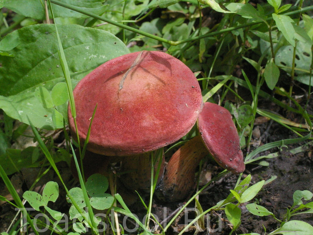 Такие здесь маслята (фото И.Лебединского)