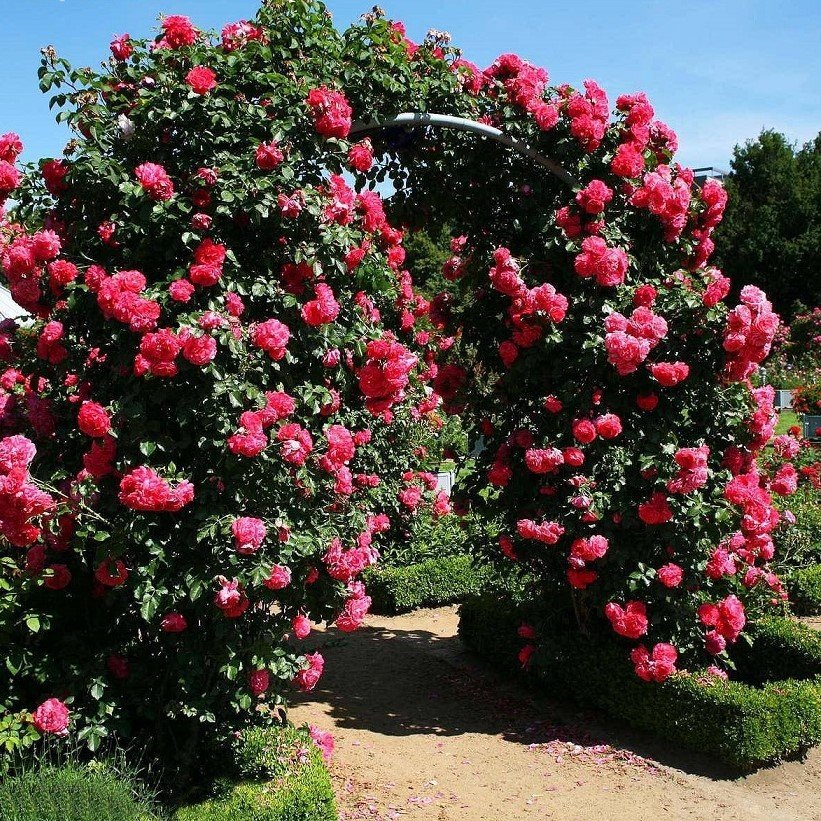 Rosarium Uetersen