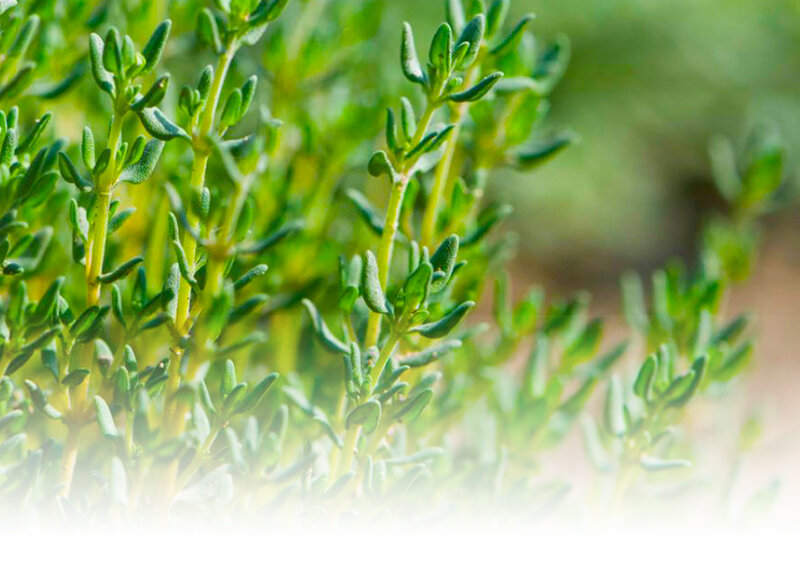 Как вырастить тимьян на подоконнике?