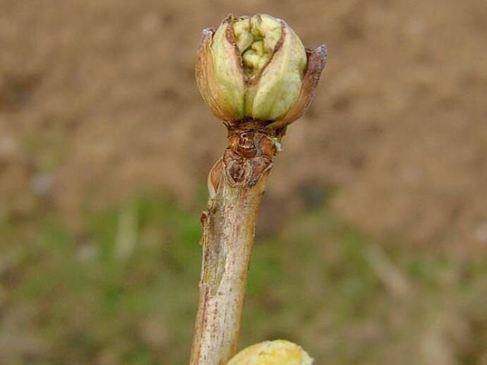 Иллюстрация biobirsk.ru