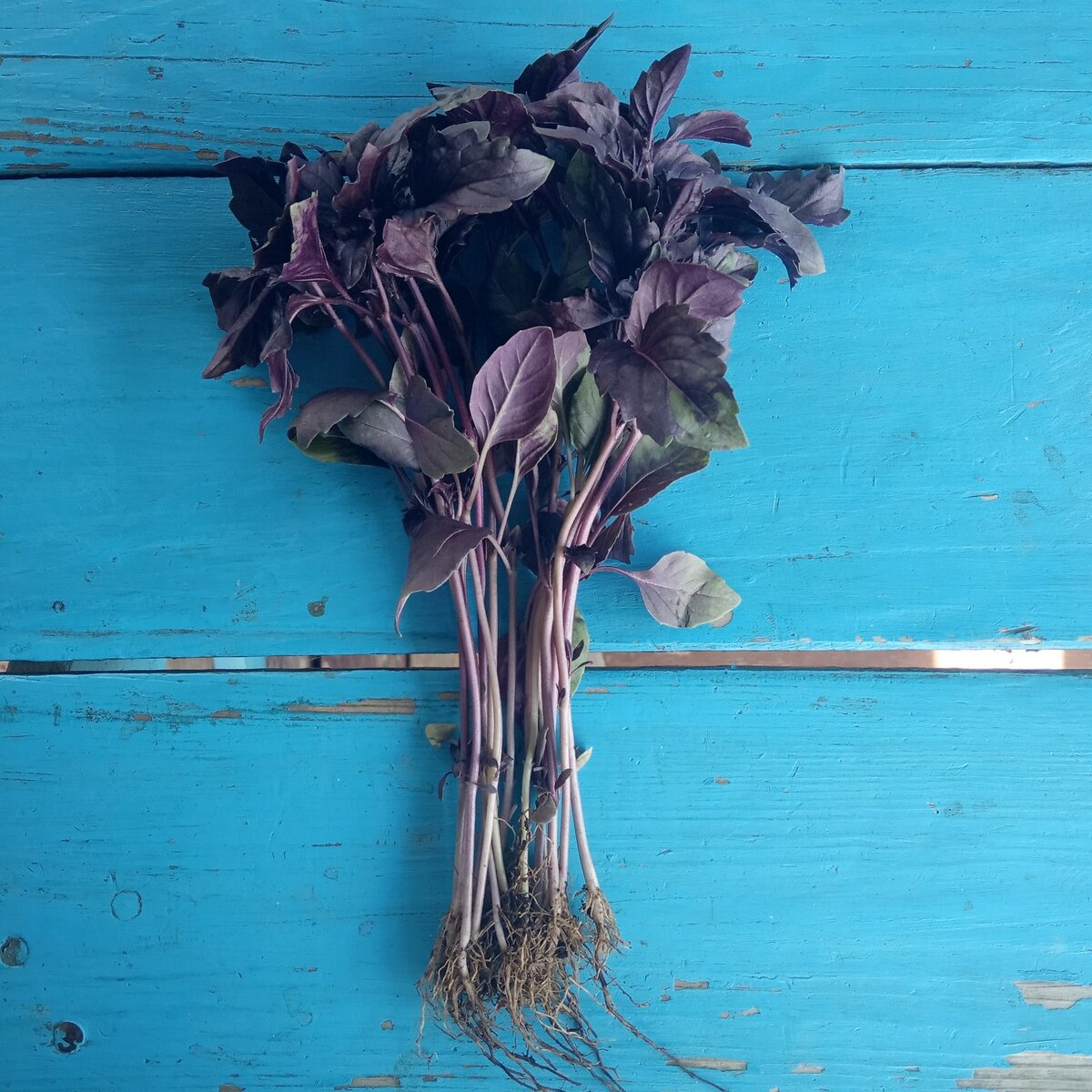 Цена 50 рублей пучок