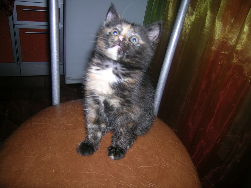 Я уже большая - мне почти 2 месяца!