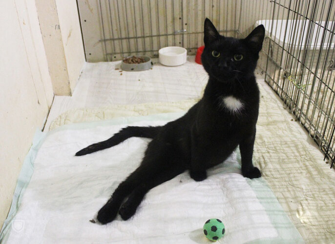 Задняя часть тела отказала.