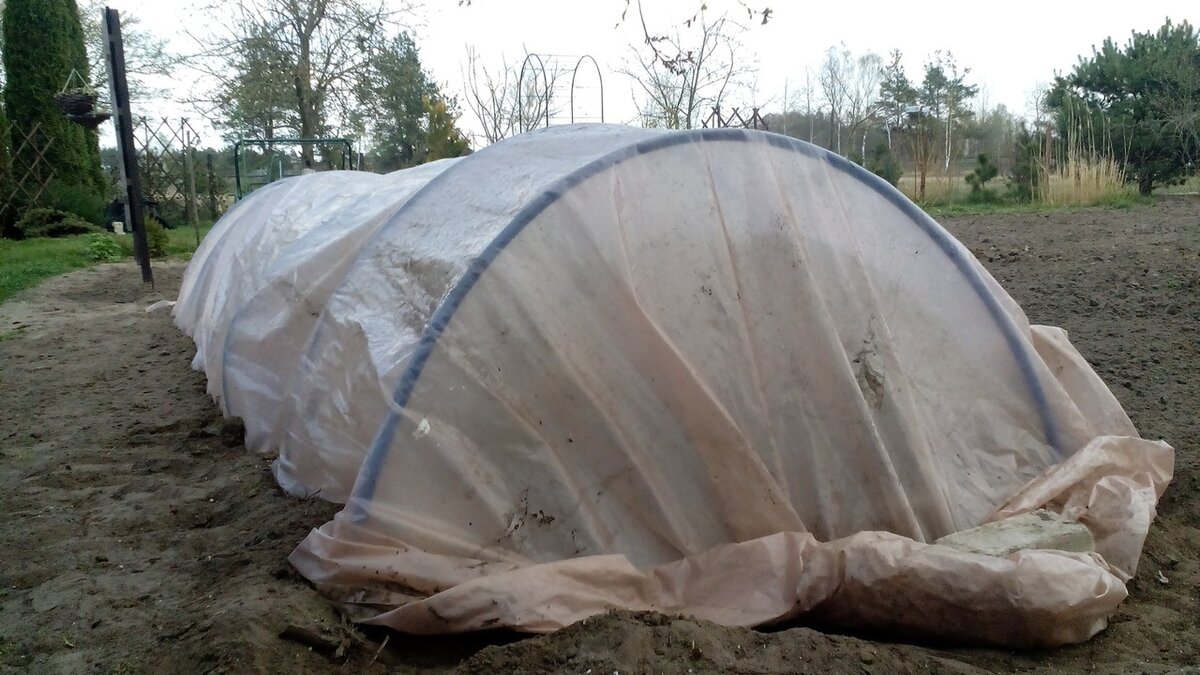 Метод двойного парника, или Как без теплиц выращивают знаменитые ...