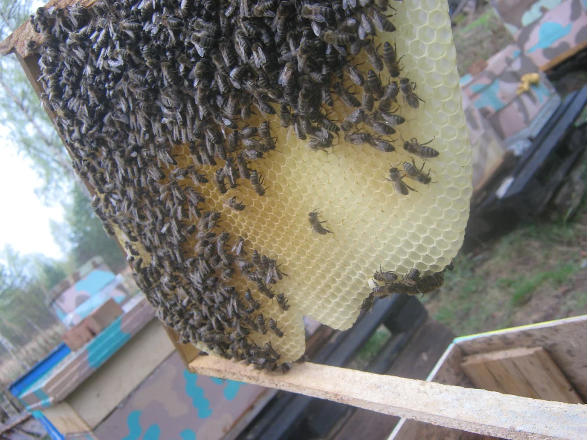 Пчелы тянут. Рамки для пчел. Пчелы строят соты. Пчелы на сотах рамка. Гнездо пчелиной семьи.