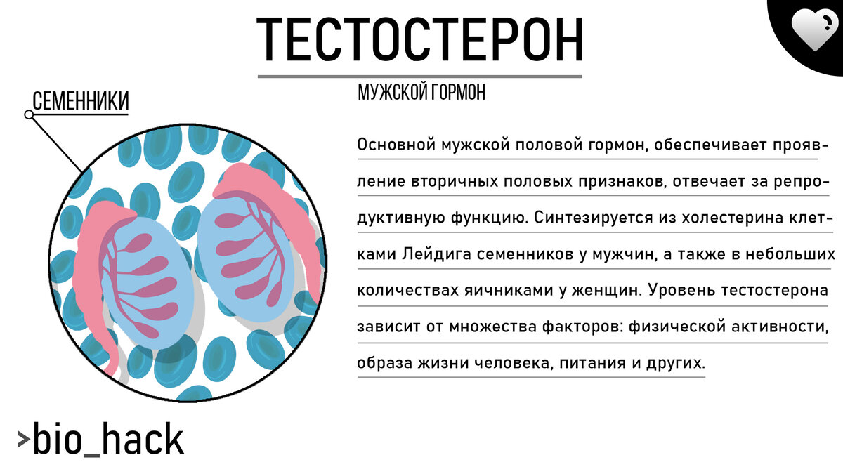 Популярно про гормоны. | BIOHACK | Дзен