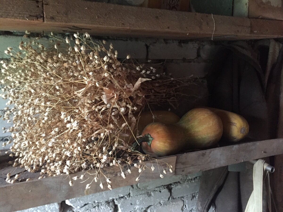 Засушенная гипсофила