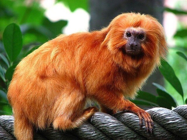 Золотистая львиная игрунка или розалия (Golden lion tamarin - Leontopithecus rosalia)  