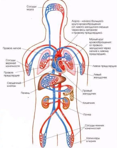 Утренняя гимнастика улучшающая питание и кровообращение тазовой области и нижних конечностей.