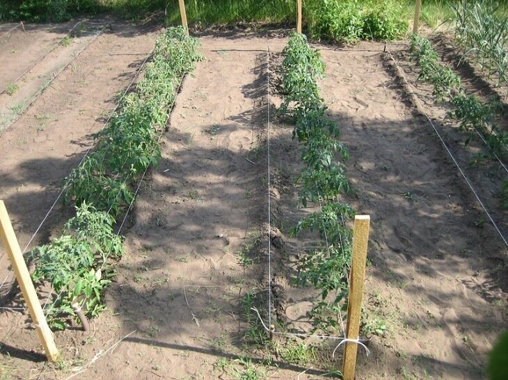 Посадка помидоров по методу Митлайдера 