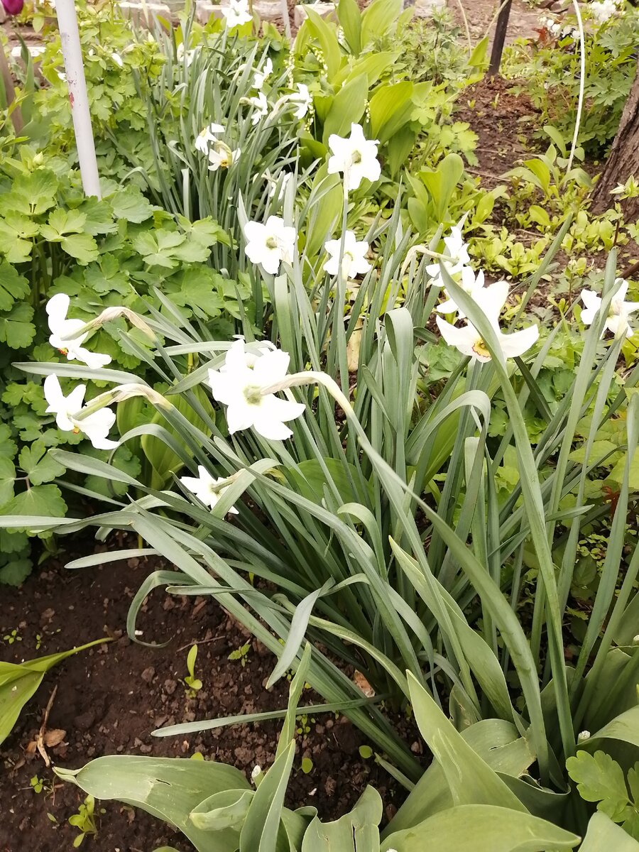 Нарцисс обыкновенный