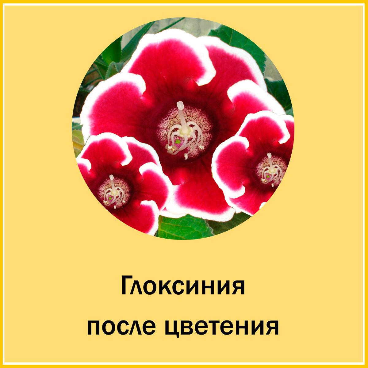 Что делать с глоксинией после цветения