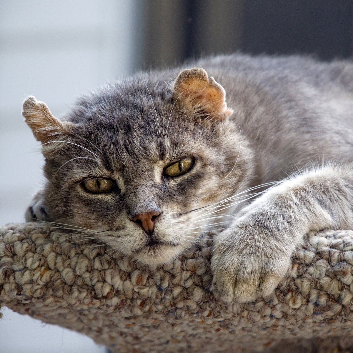 Выбор подходящего корма может улучшить здоровье и долголетие вашей стареющей кошки