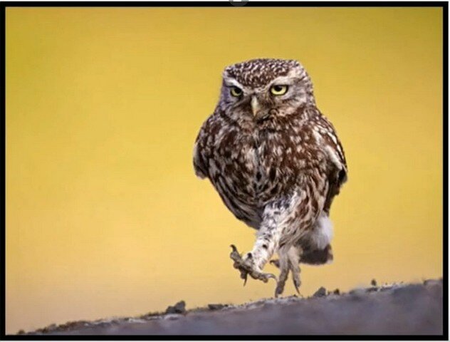 Кто лучше руководит?