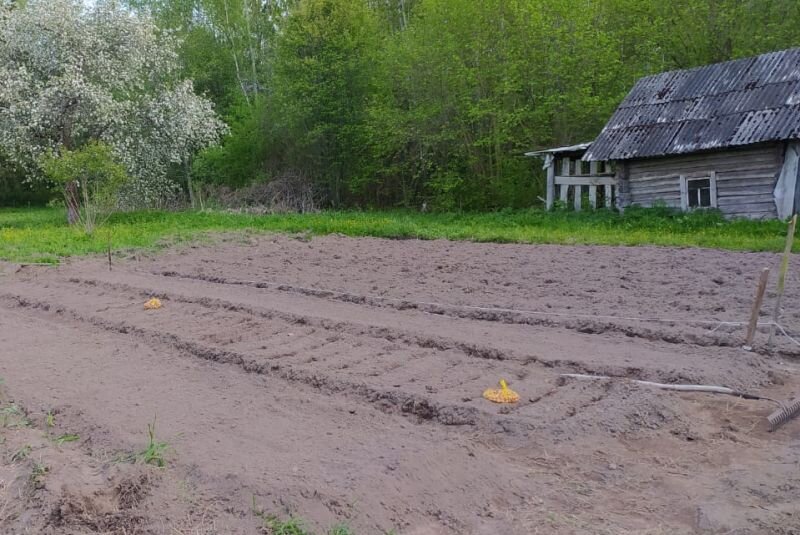 Подготовила грядки.