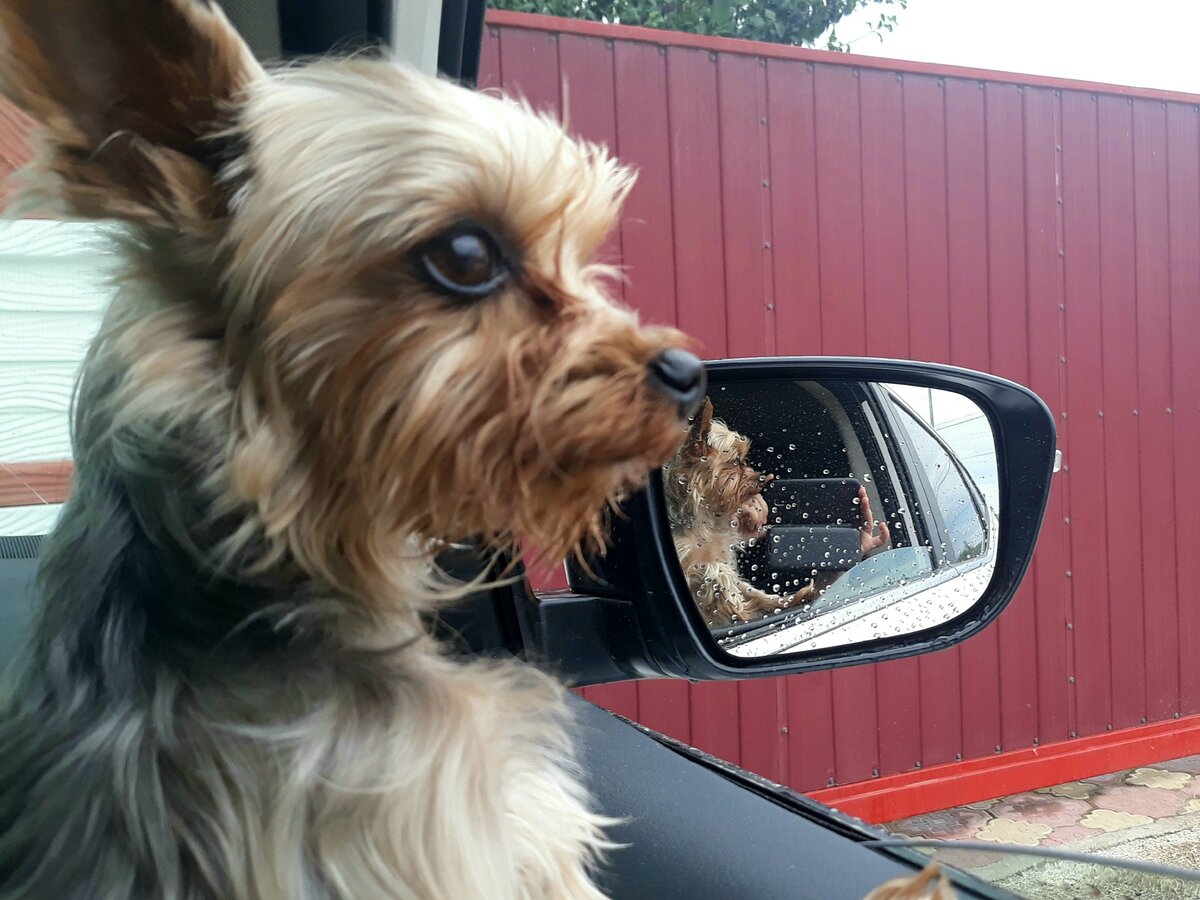 Путешественник