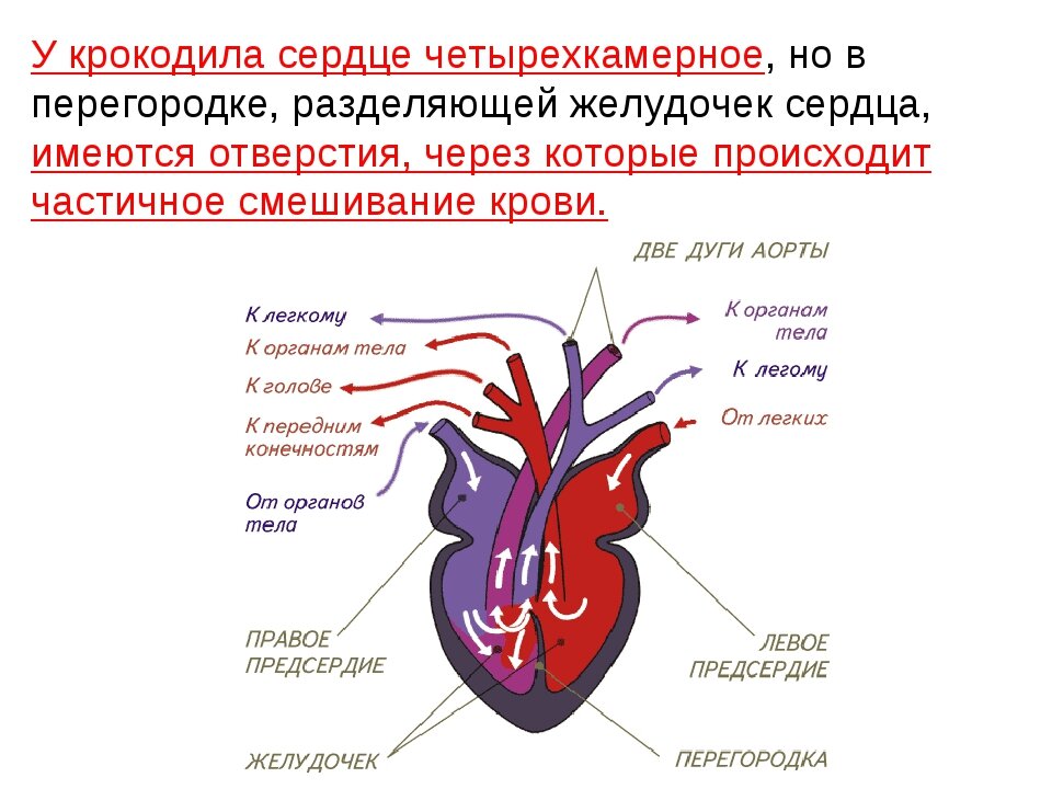 Картинка сердце пресмыкающихся