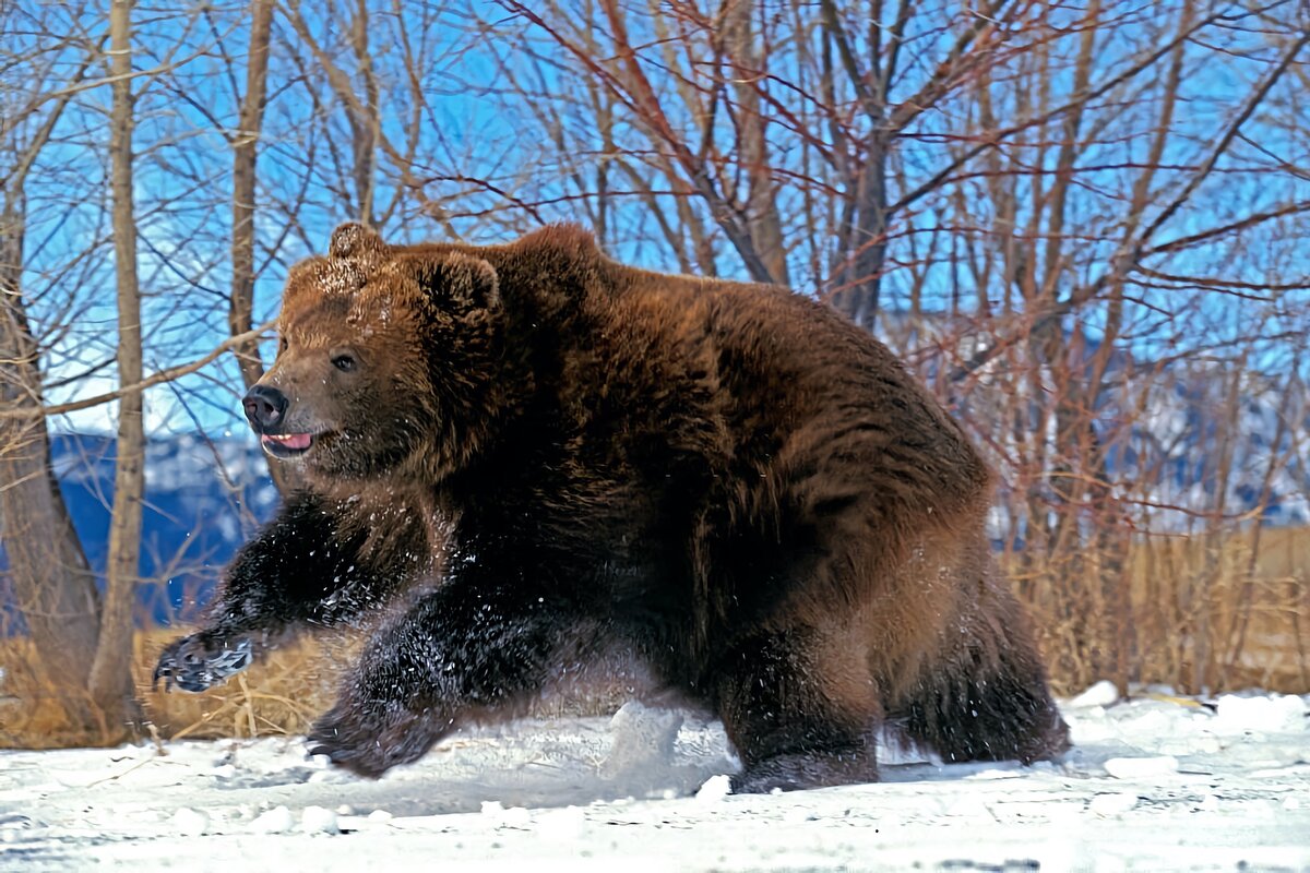 Медведь Кадьяк (Ursus arctos middendorffi. Бурый медведь (Ursus arctos). Kodiak медведь. Пещерный медведь Кадьяк.