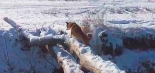 Мем, это фиаско братан.