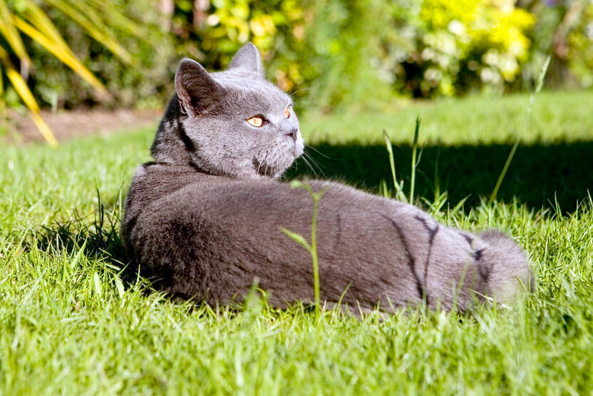 Британская кошка — красотка с врожденными аристократическими чертами. А вы знали, что британцы отличные охотники на грызунов и няни для детей?-2