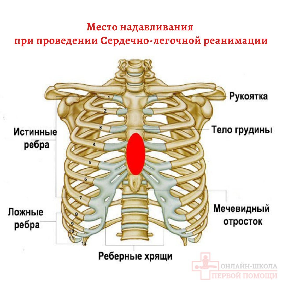 Могут ли ребра. Хрящи 7 ребра грудной клетки. Анатомия ребер грудной клетки. Расположение ребер у мужчины. Анатомия человека грудная клетка ребра.