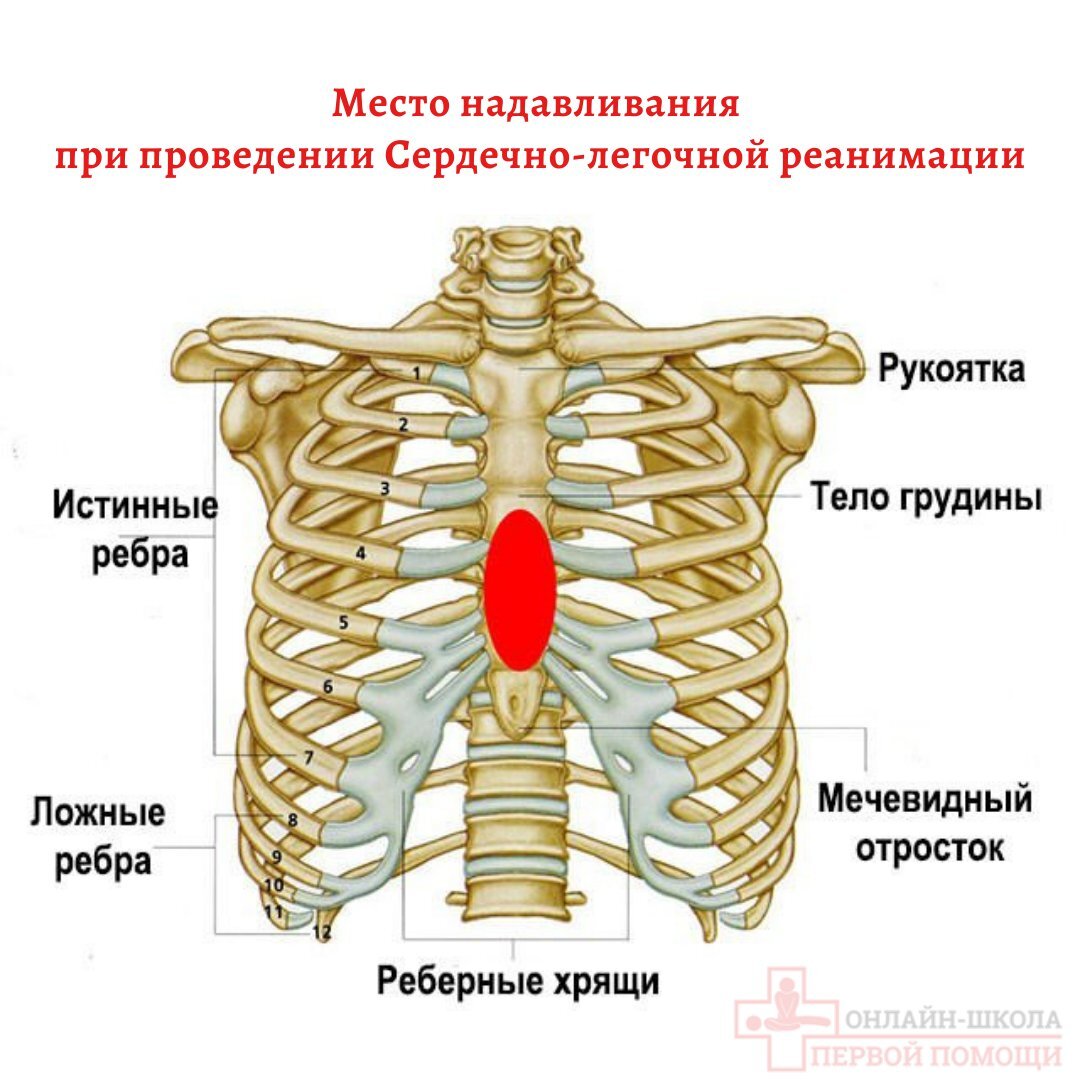 Грудина справа. Хрящи 7 ребра грудной клетки. Анатомия ребер грудной клетки. Анатомия человека грудная клетка ребра. Части грудины мечевидный отросток.