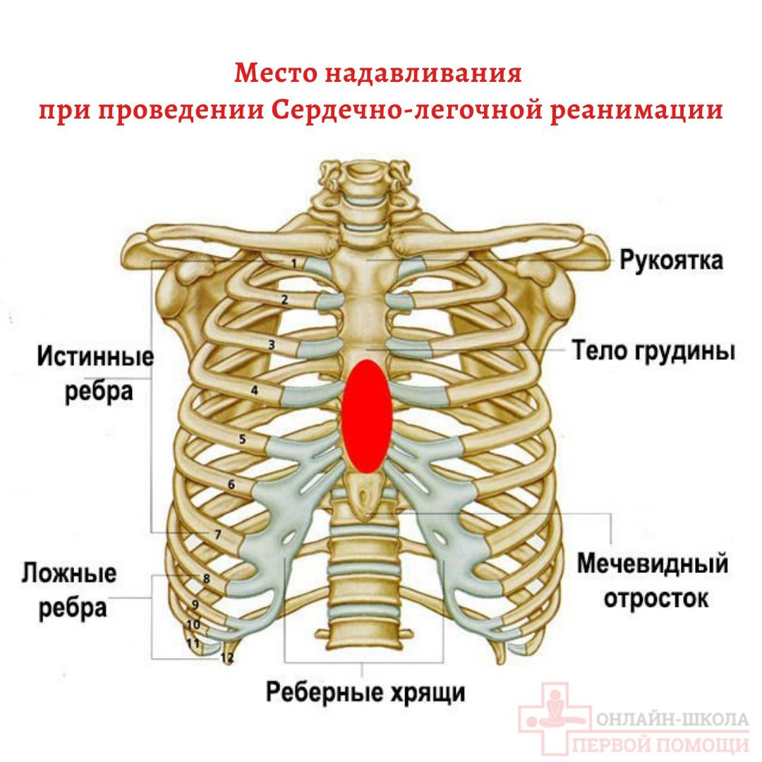 Составляющие грудной клетки. Хрящи 7 ребра грудной клетки. Анатомия ребер грудной клетки. Анатомия человека грудная клетка ребра. Части грудины мечевидный отросток.