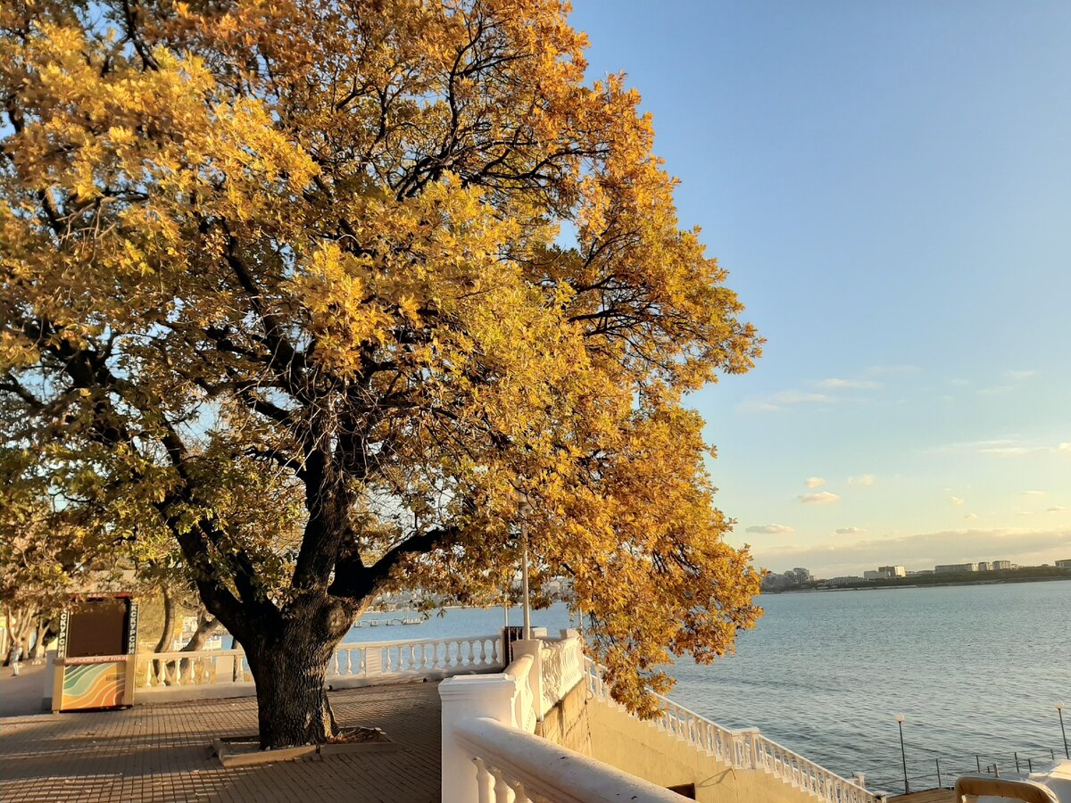 Дуб кавказский во всей своей красе. Фото автора.