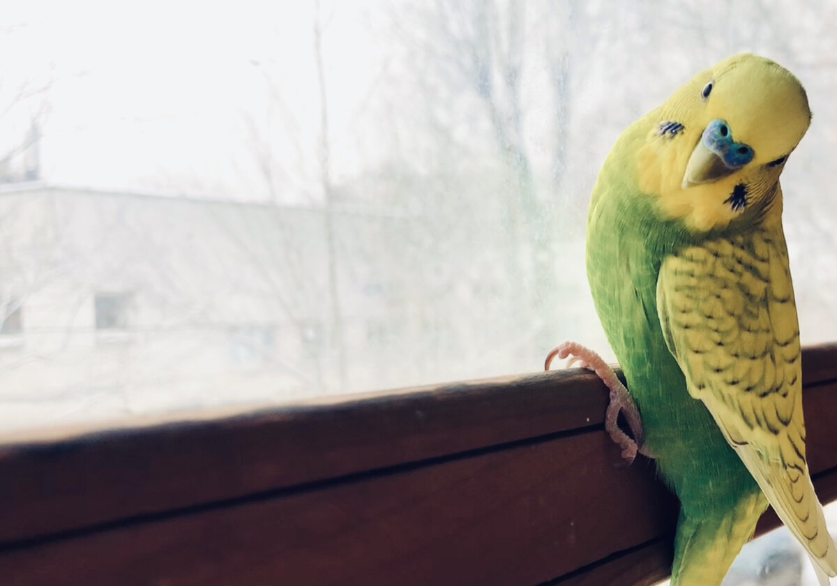 Тэри смотрит на зиму за окном. 