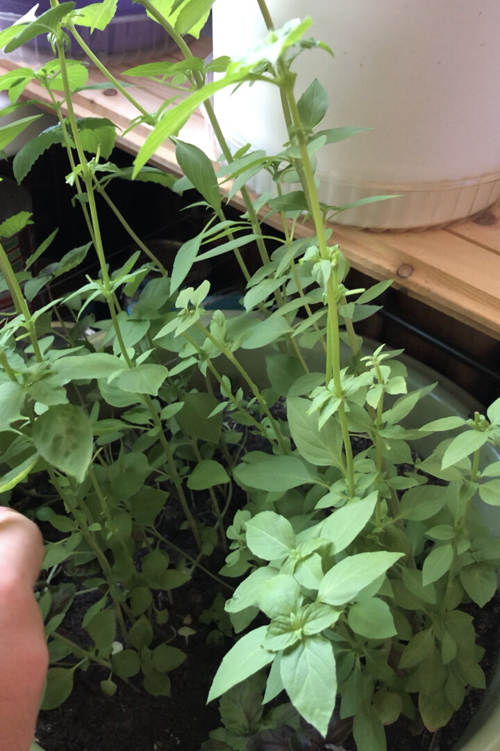 Я выращиваю базилик на балконе