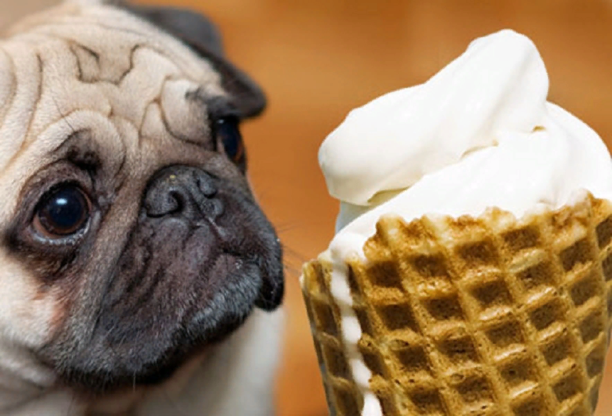 Сладкий Мопс. Животные и сладости. Мороженое для собак. Мопс и мороженое.