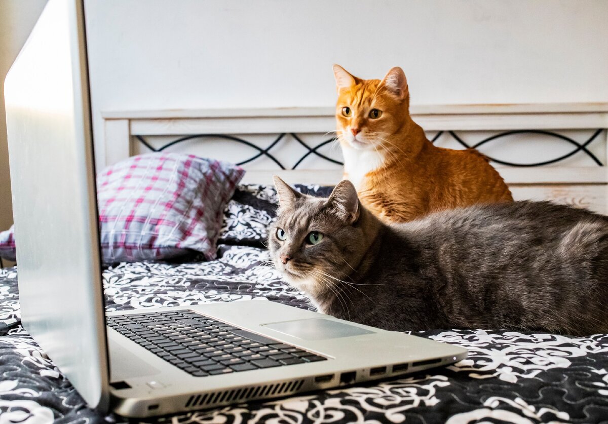 Фото shutterstock