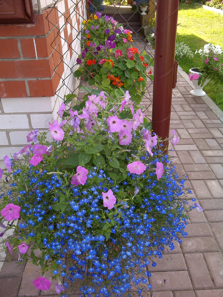 Любимые цветы-лобелия и петунья.Фото автора