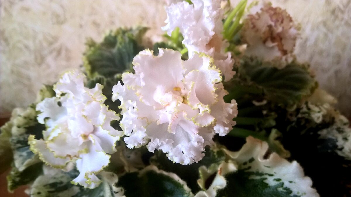 Удивительной красоты цветы ЯН-Каприза.