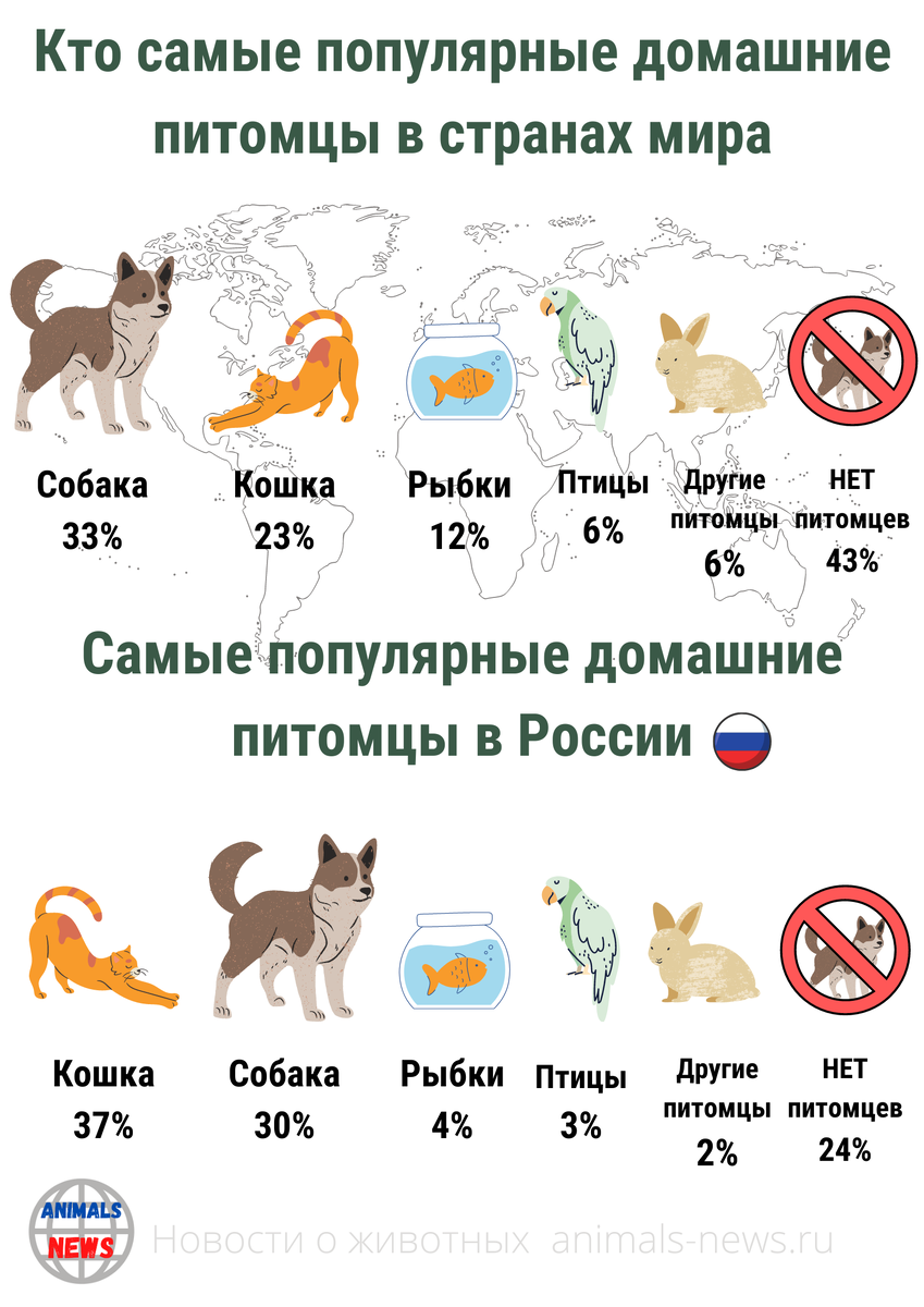Во всем мире владельцы в большей части содержат собак, но в России наблюдается другая тенденция. В России содержат больше кошек, чем собак и других животных.