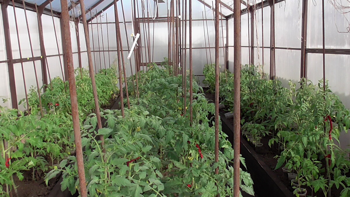 Растения очень быстро преображаются после высадки на постоянное место.