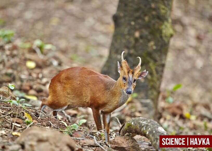 Индийский мунтжак