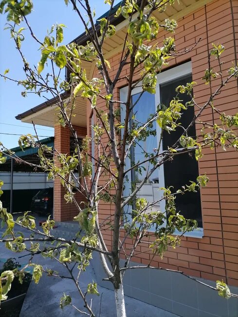 персик, болен кучерявостью листьев.