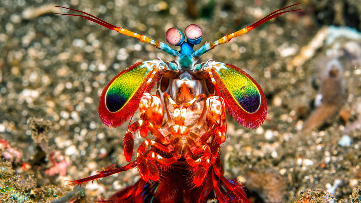 Нечасто таких ярких существ встретишь, согласитесь.