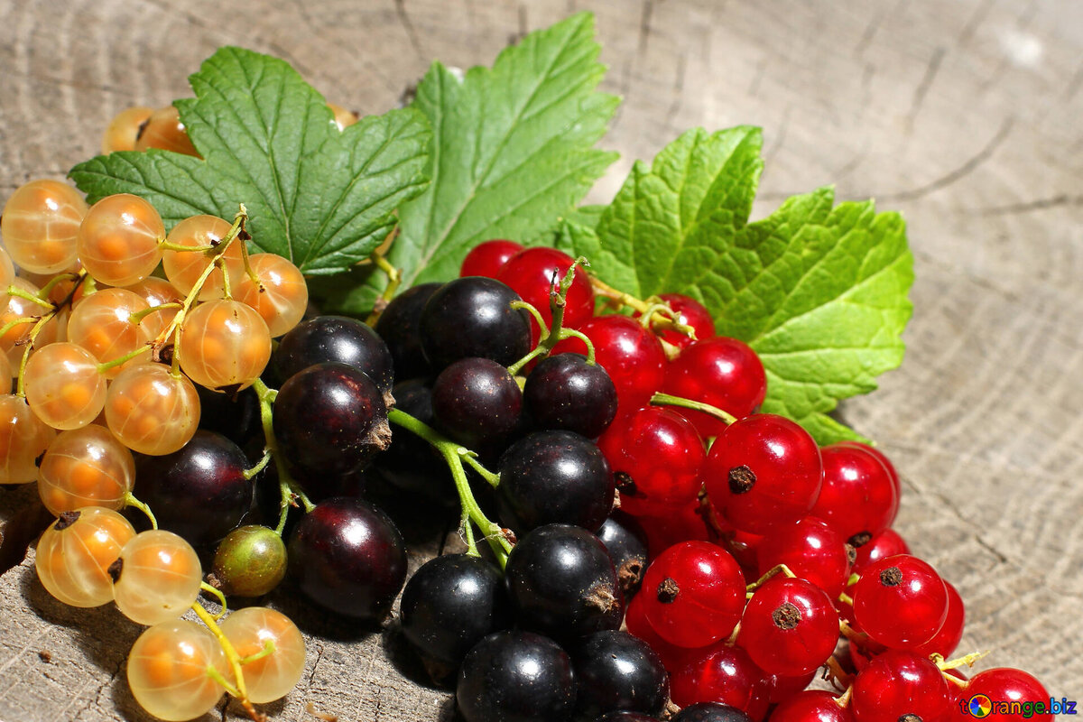 белая, чёрная и красная смородина