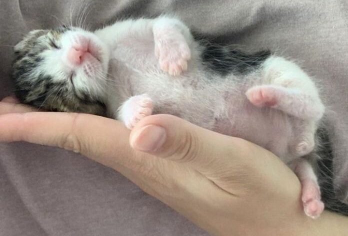 Котик в приюте. Источник фото: https://duck.show/ot-kotenka-dvazhdy-otkazalas-mama-krohu-uspeli-spasti-ot-zamerzaniya-v-poslednij-moment.html