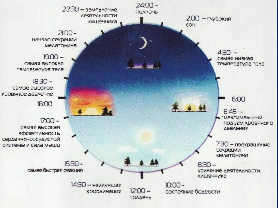 Частота для сна. Сон биоритмы циркадные ритмы. Суточные циклы человека таблица. Таблица сна циркадные биоритмы. Циркадные циклы человека , биологические часы.