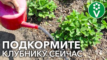 🍓хотите Много Крупной и Сладкой Клубники? Подкормите Этим удобрением во время цветения